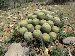 Coryphantha recurvata recurvata