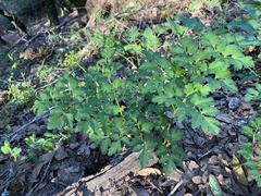 Lomatium californicum