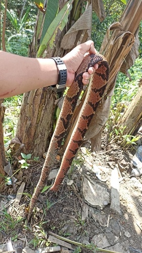 Chocoan bushmaster