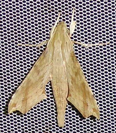Eupanacra moseri