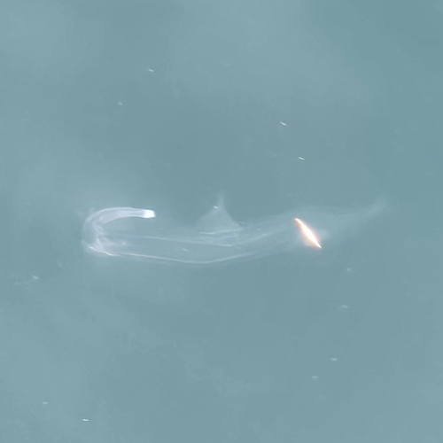 ハダカゾウクラゲの写真