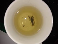 Procambarus steigmani