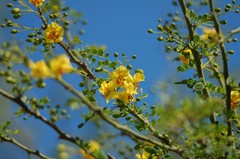 Parkinsonia texana