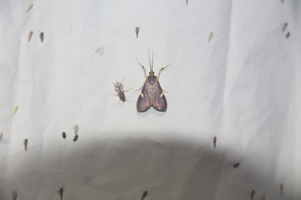 Ulopeza primalis