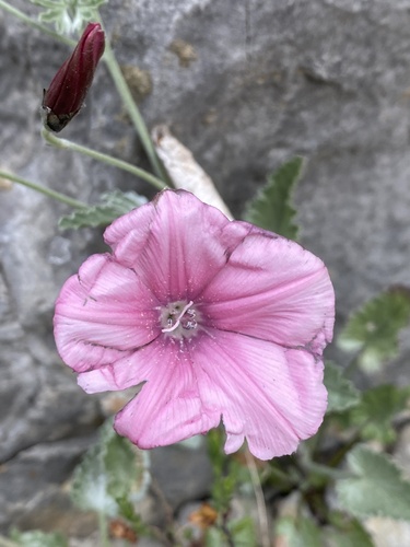 Elegant Bindweed (Convolvulus elegantissimus)