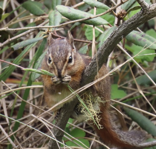 Sonoma Chipmunk observed by direbecca