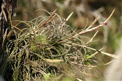 Tillandsia baileyi