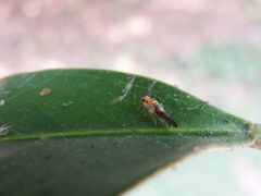 Coryphosmila dolabrata