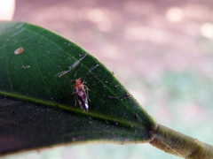 Coryphosmila dolabrata