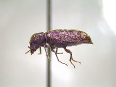 Lichenophanes truncaticollis