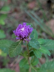 Larkdaisy (Centratherum punctatum)