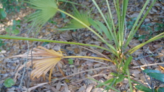 Livistona chinensis