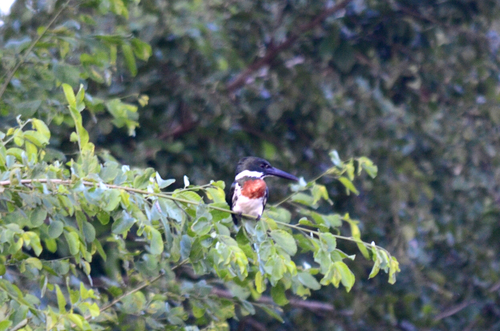 Amazon Kingfisher