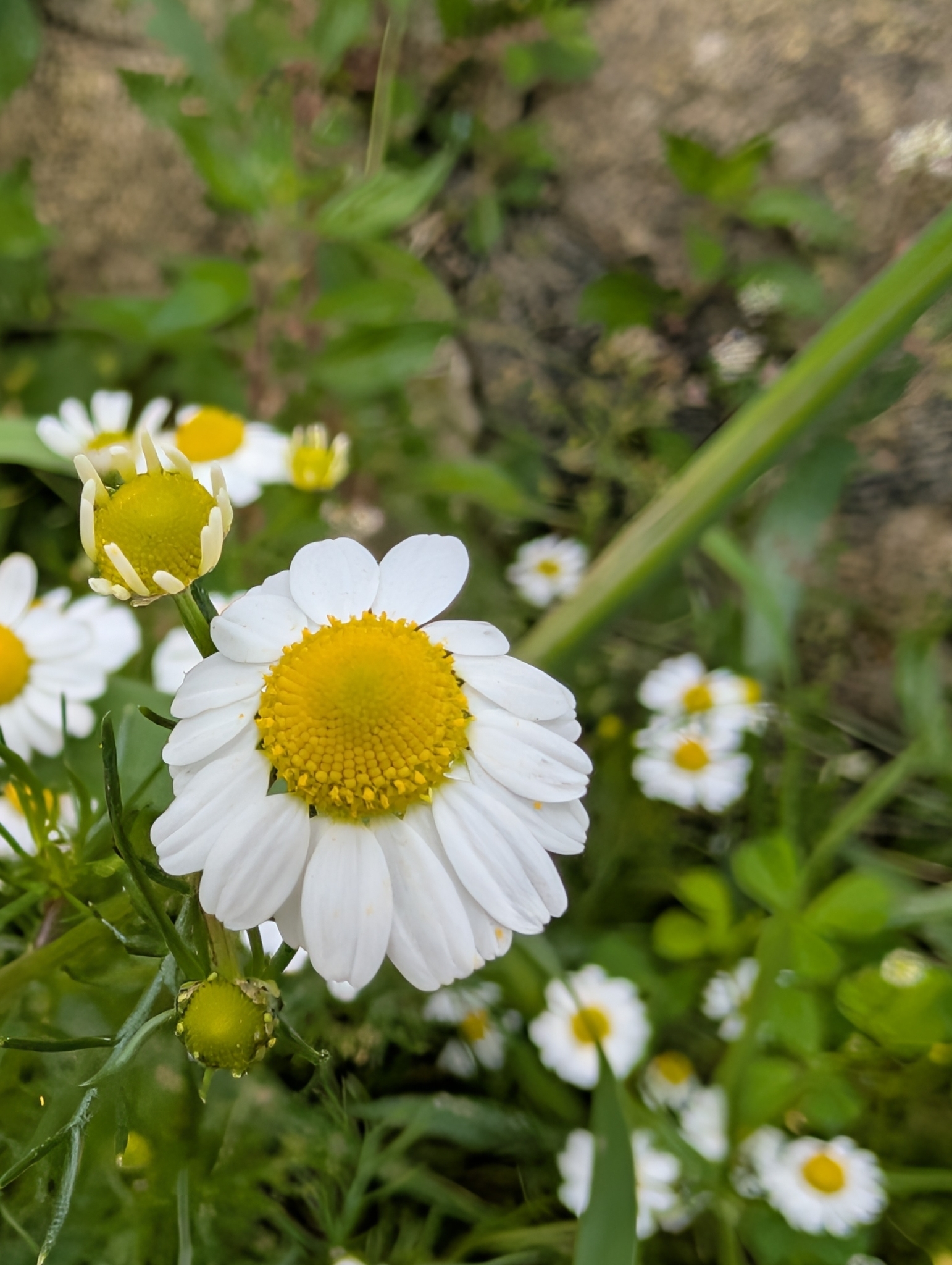 German Chamomile (Matricaria chamomilla)