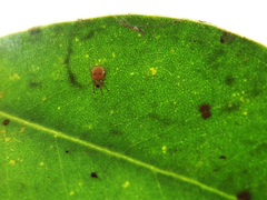 Bijoaraneus mitificus