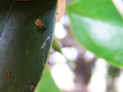 Bijoaraneus mitificus