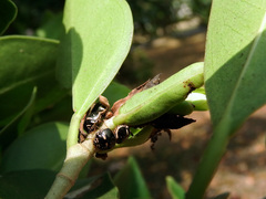 Coptosoma variegatum