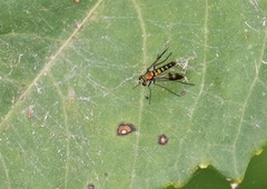 Condylostylus quadricolor