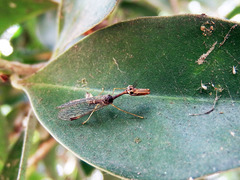 Necyla formosana