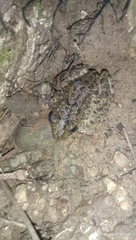 Luzon Fanged Frog photo 2