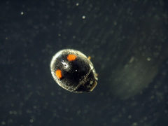 Cryptogonus robustus