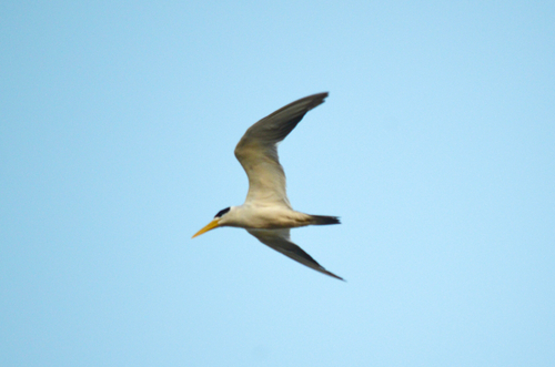 Large-billed Tern
