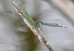 Neoerythromma cultellatum