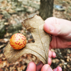 Atrusca quercuscentricola