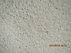 Anoteropsis litoralis