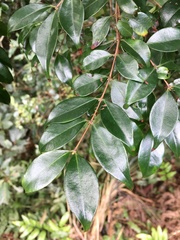 Decaspermum gracilentum