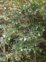 Decaspermum gracilentum