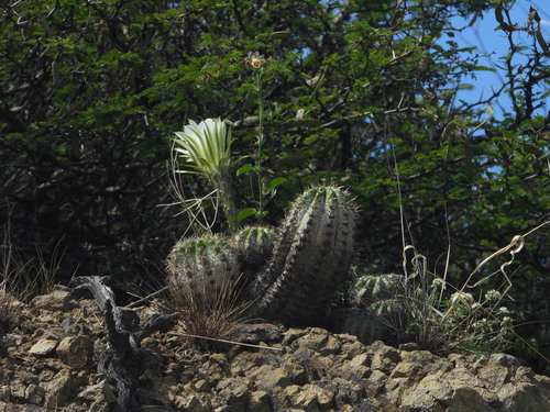 Bolivian Torch (Echinopsis bridgesii)