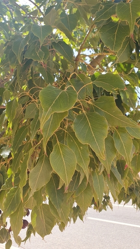 kurrajong (Brachychiton populneus)