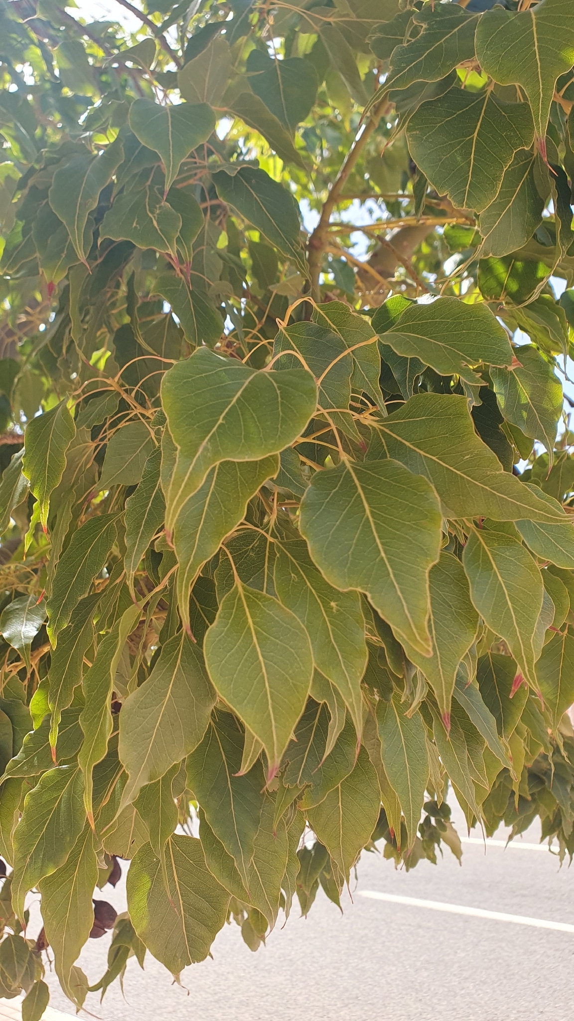 Kurrajong (Brachychiton populneus)