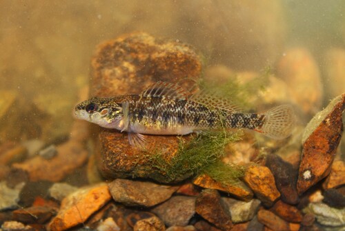 Slabrock darter (Etheostoma smithi) — Percidae