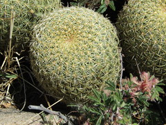 Coryphantha recurvata recurvata