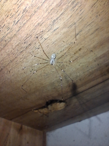 Short-bodied Cellar Spider