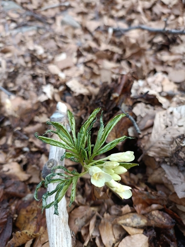 Cardamine kitaibelii, photograph 5