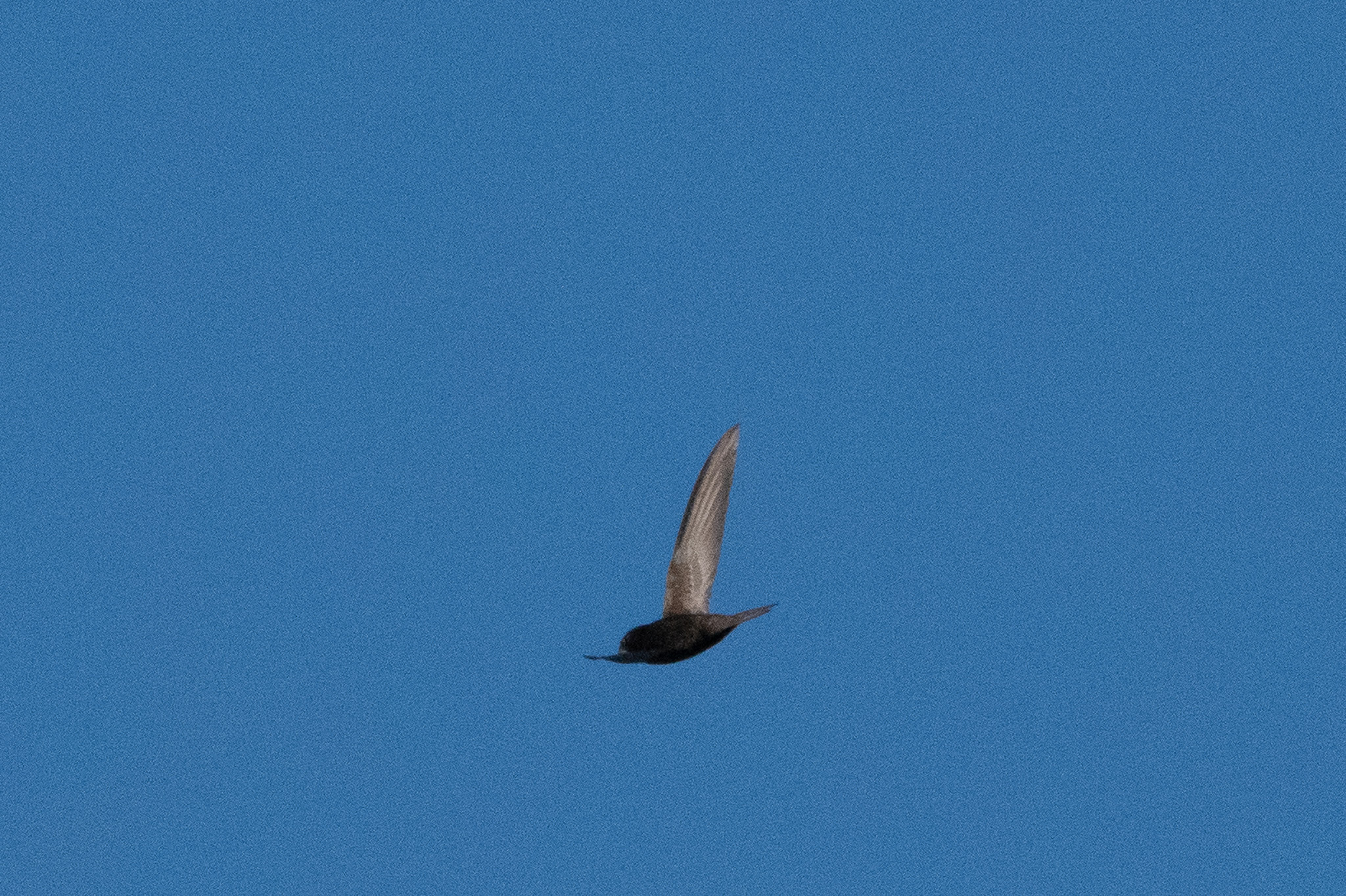 Apus apus (Linnaeus, 1758)