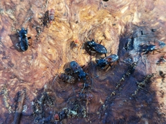 Eremocoris semicinctus