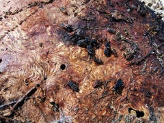 Eremocoris semicinctus