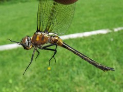 Somatochlora kennedyi