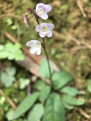 Staurogyne concinnula