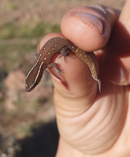 Slimani Gecko, Saurodactylus slimanii
