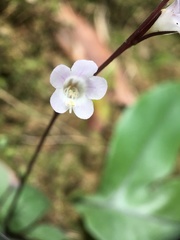 Staurogyne concinnula