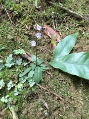 Staurogyne concinnula