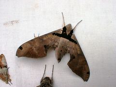 Adhemarius gannascus