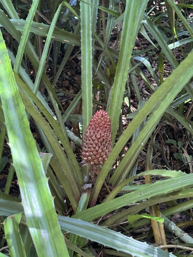 Ananas macrodontes