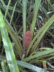 Ananas macrodontes