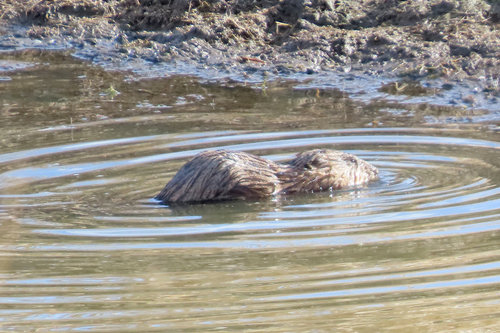 Muskrat